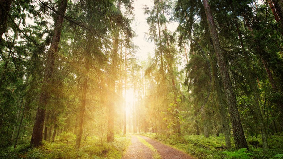 lesná cesta, stromy 