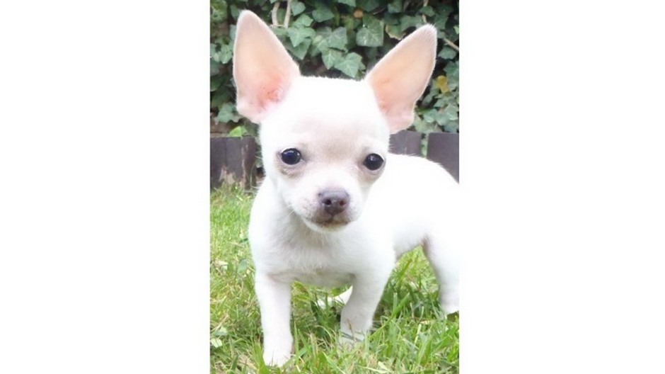 Čivava_Lilino_Senec_stratený_hľadanie