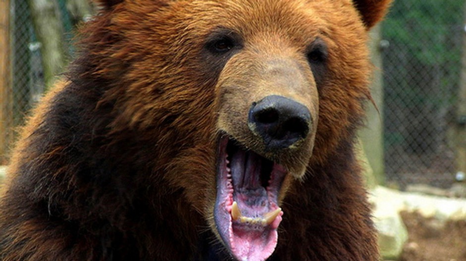 Medveď, hlava, detail, otvorená papuľa, zuby