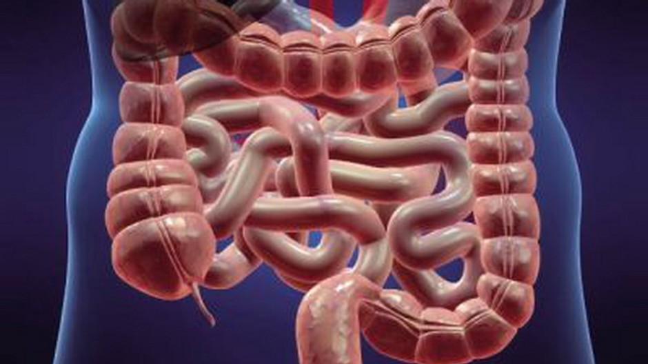 kresleny obrazok hrubeho a tenkeho creva