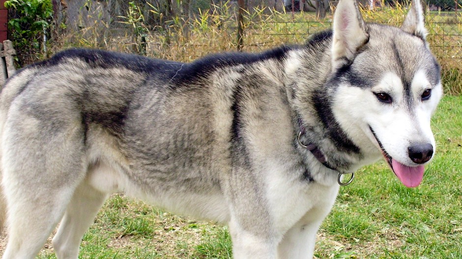 Stratený pes Sučany sibírsky husky Maťo