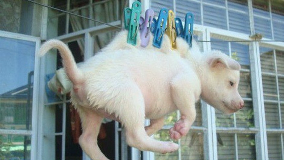 Šteniatko zavesené na štipce, Filipíny