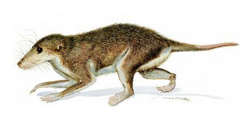 Maotherium asiaticus