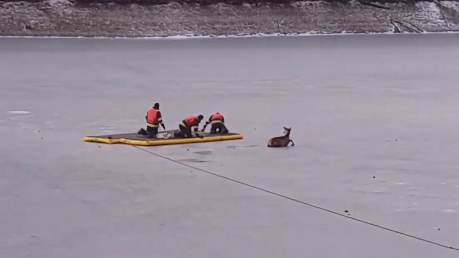  Záchranná akcia na vodnej nádrži. Jelenča uviazlo na zamrznutej hladine
