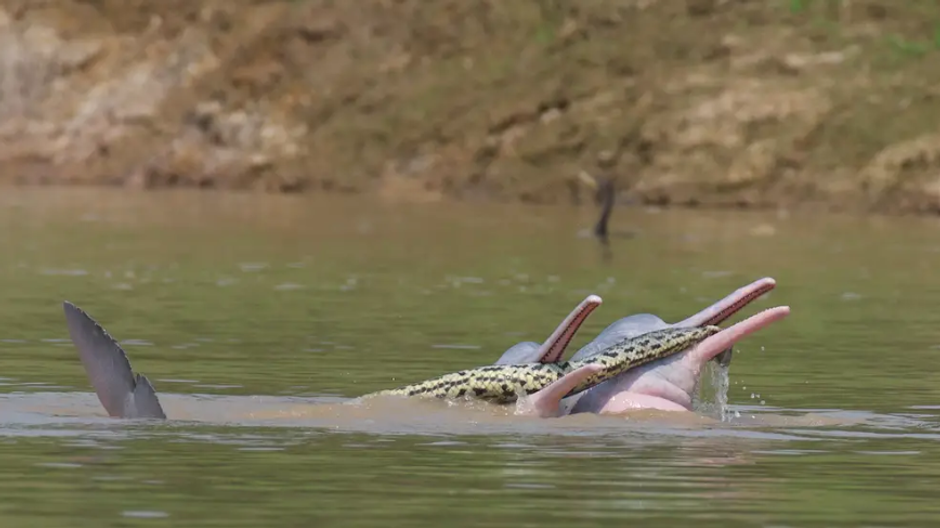 Delfíny s anakondou