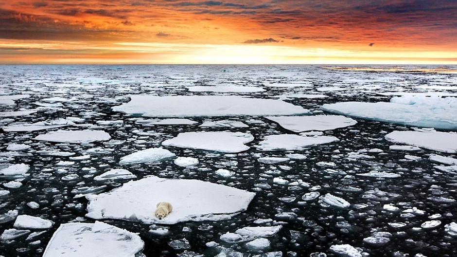 Opustený ľadový medveď