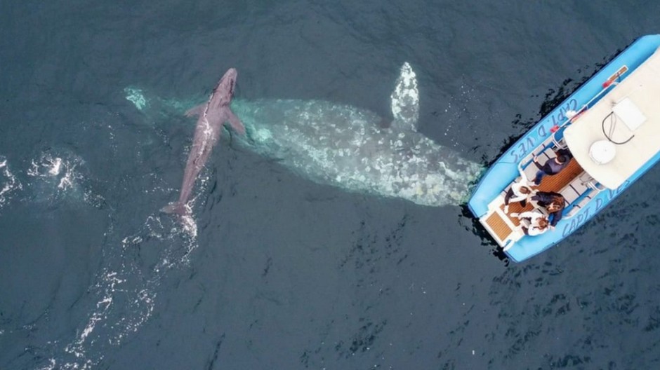 Veľryba porodila mláďa