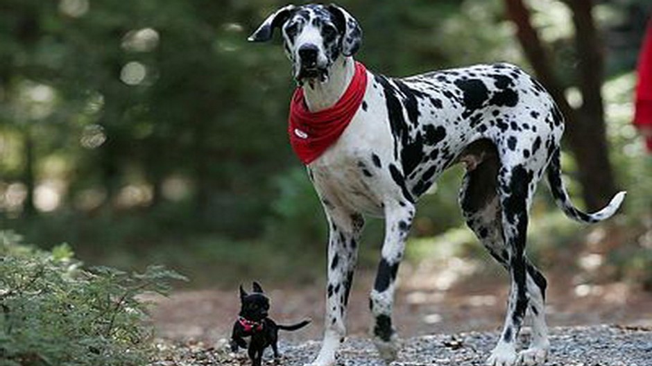 Nemecká doga Gibson a čivava Zoie