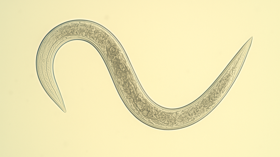 Mikroskopický pohľad na červa Panagrolaimus kolymaensis, oživeného po 46 000 rokoch v permafroste. Scientific American +6 Wikipedia +6 smithsonianmag.com +6