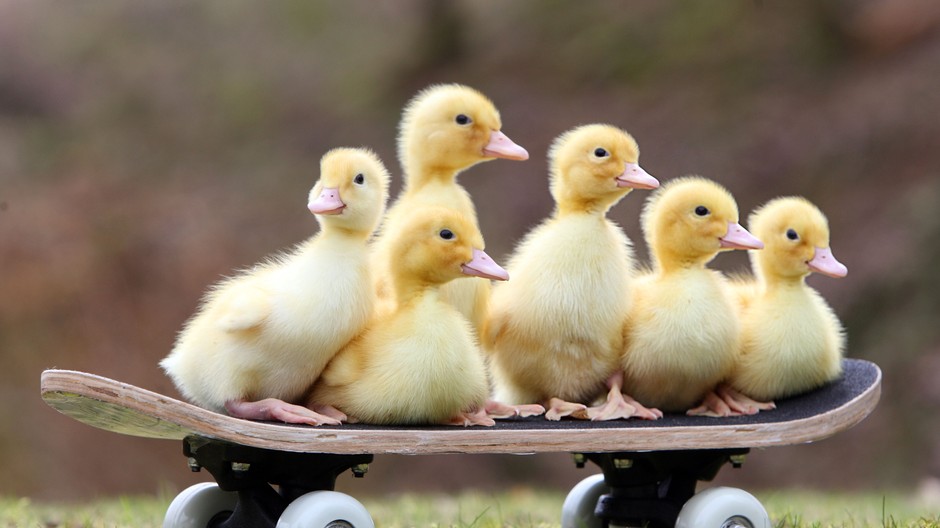 kaciatka na skateboarde