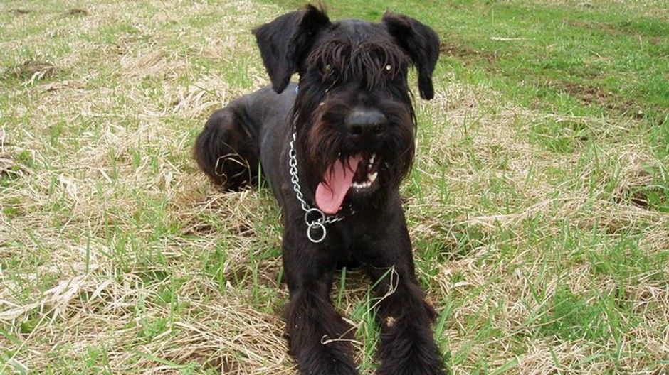 Nevideli ste čierneho bradáča Adara?