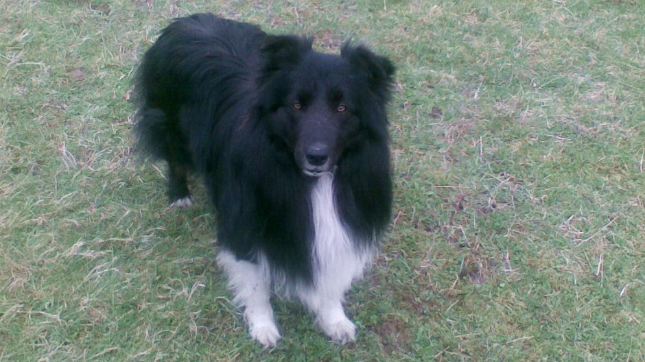 Hľadáme border koliu, volá sa Dyno. Má dva roky. Je dlhosrstý, čiernej farby - hruď a nohy má biele. Je to pastiersky psík. Stratil sa z ovčej farmy v Nimnici - ešte 25.12.2011  . Odvtedy ho hľadáme. Dnes nám svitla nádej,možno sa túla v Považskej Bystric