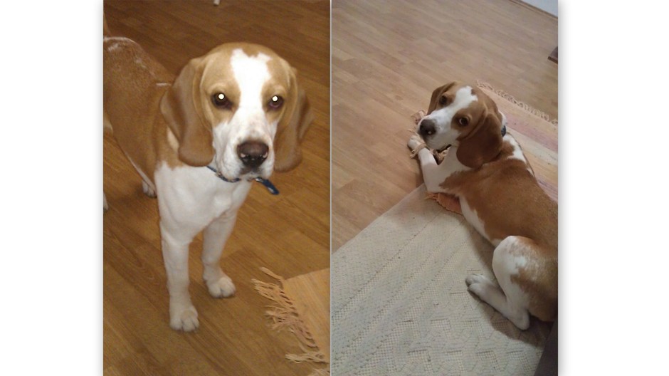 V Bratislave sa našiel bígl