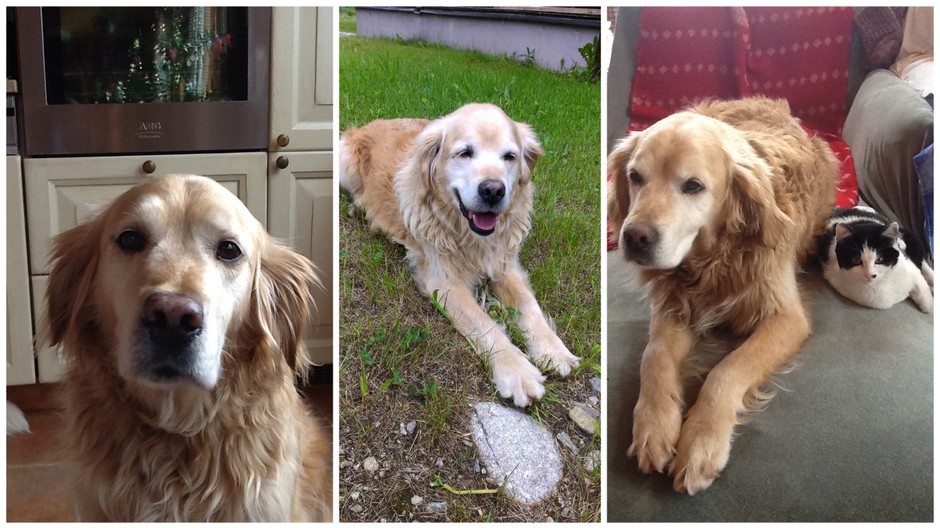 Guliver pes stratený Žilina