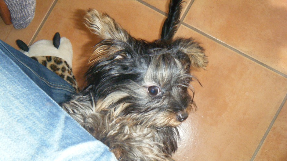 Dňa 14. októbra v Leviciach sa stratila fenka rasy yorkšírsky terriér menom Abbey. Má čierne vlasy, na labkách blond farby. Veľmi nám chýba. Ponúkam finančnú odmenu. Za akékoľvek informácie ďakujem. 