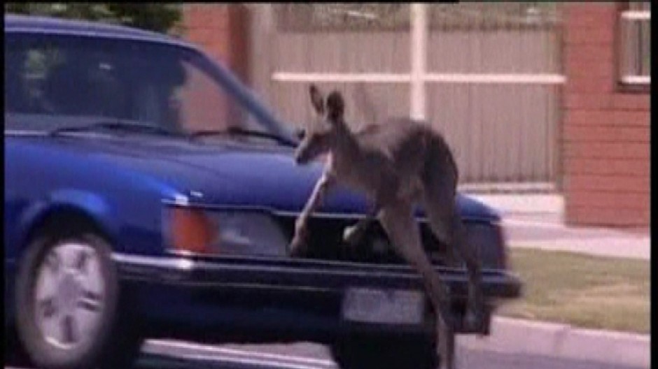 Klokan uniká pred autom