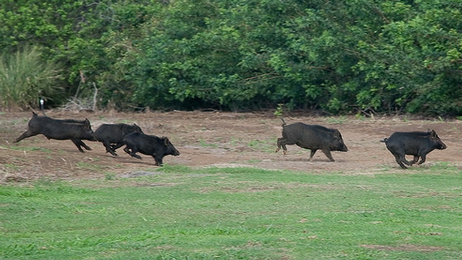 Diviaky, bežia, päť, les