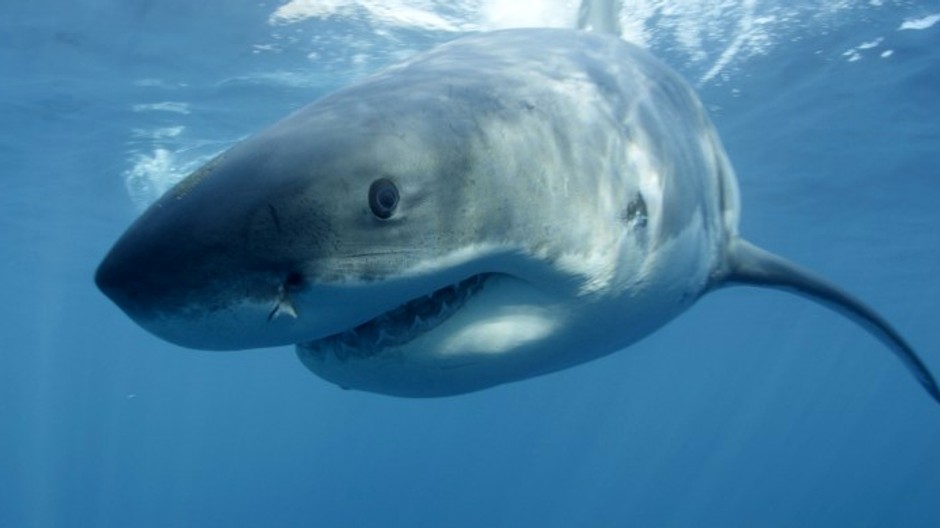 Žralok biely