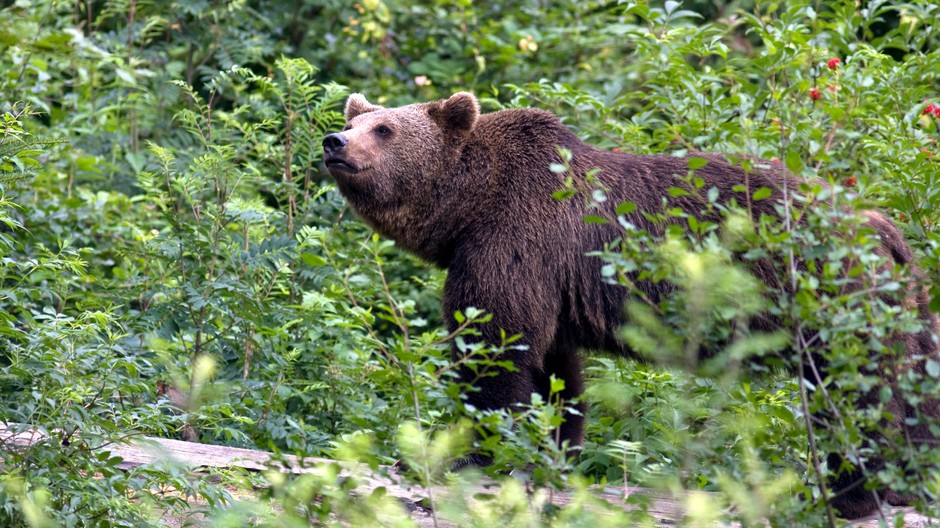 medveď ilustračné foto