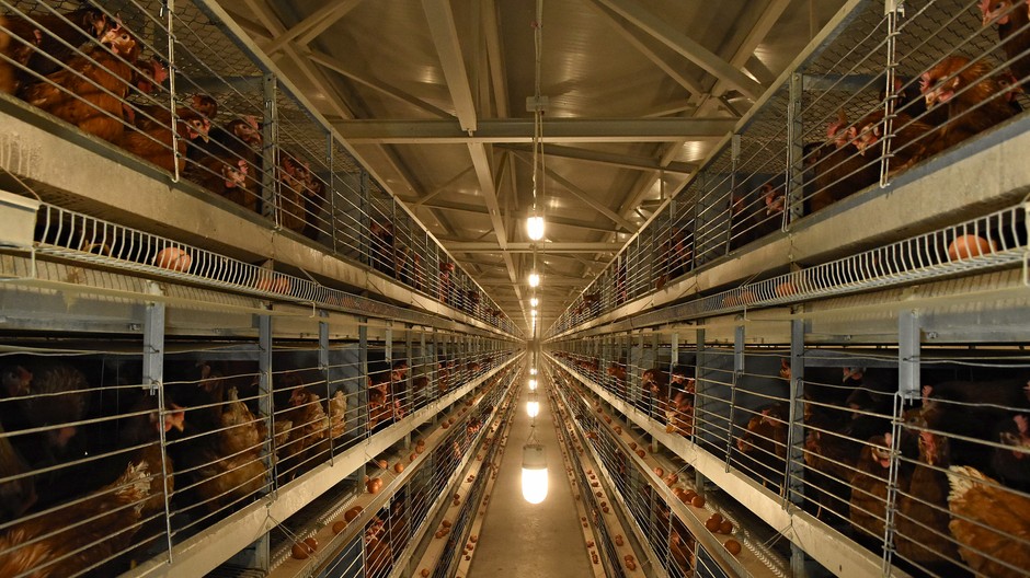 Kezmarok_vajcia_nosnice