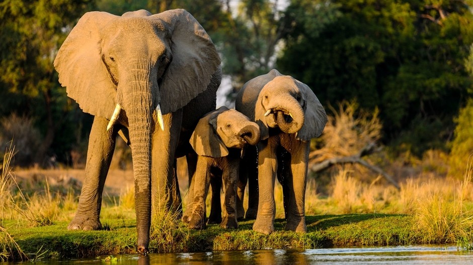 closeup-shot-elephants-standing-near-lake-sunset