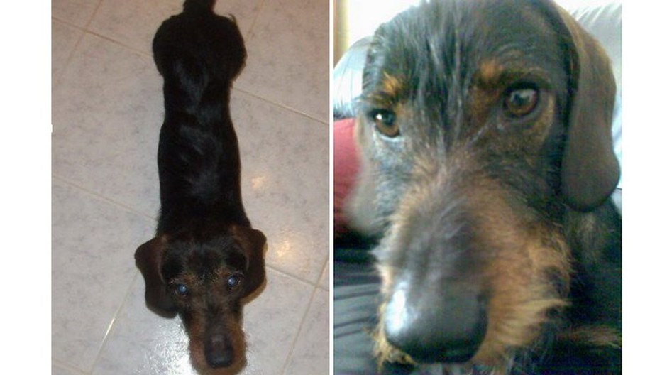 strateny jazvecik boro 2