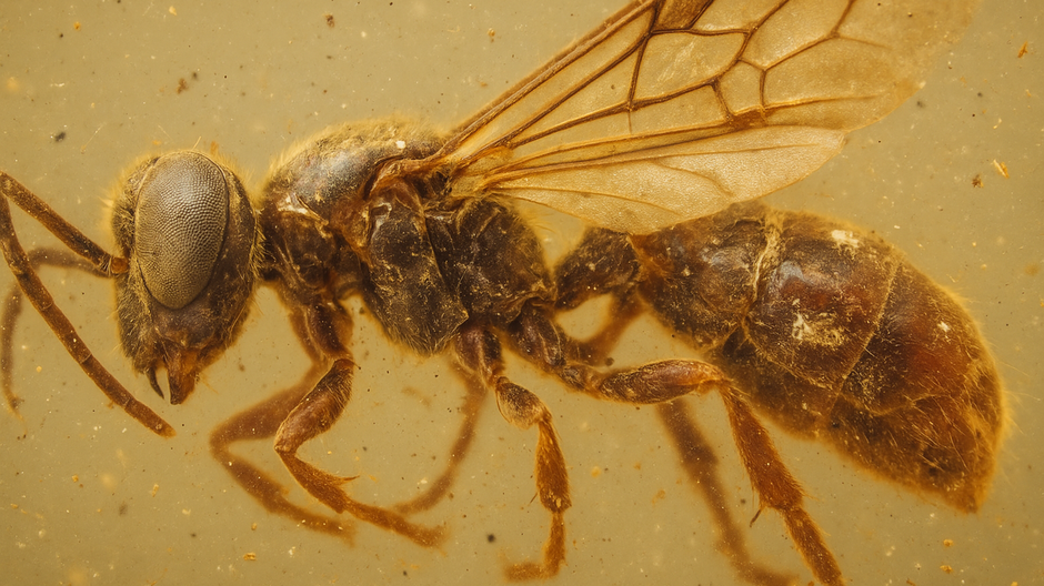 Makrofotografia pravekej osy zakonzervovanej v jantári z obdobia kriedy.