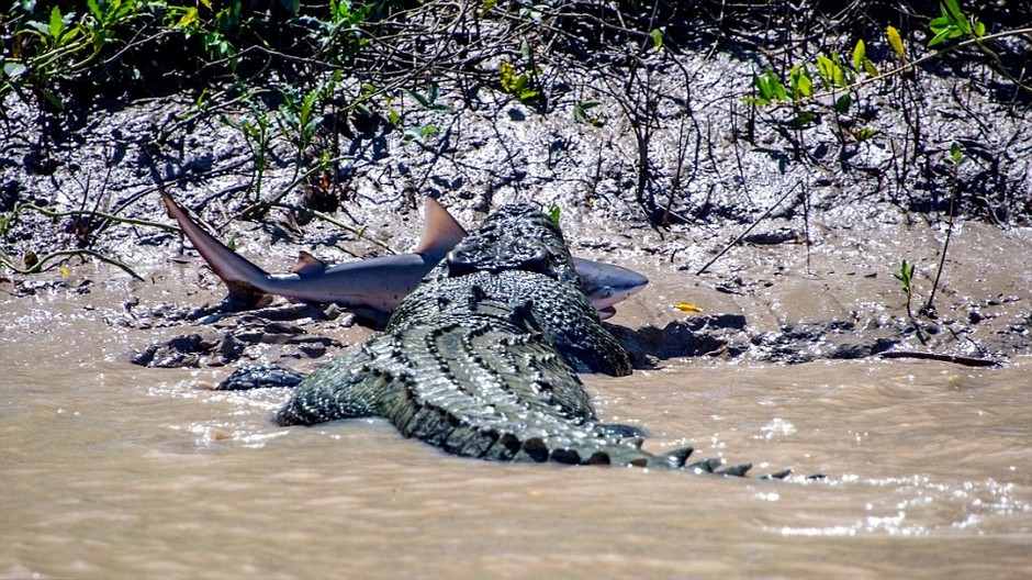 Krokodíl verzus žralok