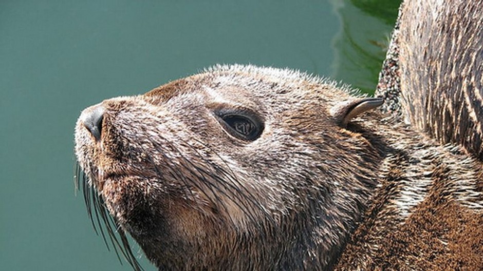 Baktérie E. coli sa našli aj u tuleňov.