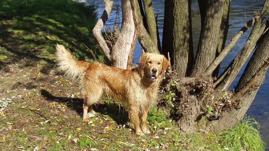 zlaty retriever dunco 2