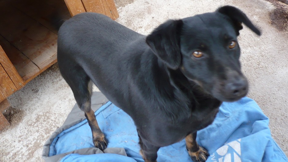 Prosíme o pomoc pri hľadaní nášho domáceho miláčika, ktorý sa nám stratil 1.1.2012. Podobá sa na plemeno-Slovenský kopov,len je celý čierny s hnedými fľakmi na nohách. Je hladkosrstý a na krku ma hnedý kožený obojok.Nálezcovi ponúkame finančnú odmenu.