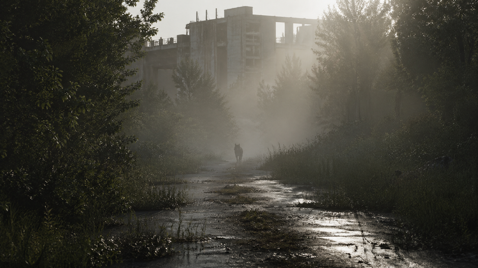 Divoké zviera stojí na zarastenej ceste v opustenej černobyľskej zóne.