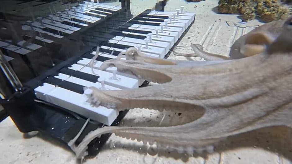 Chobotnica pod vodou ovláda experimentálne piano a stláča klávesy pomocou chápadiel