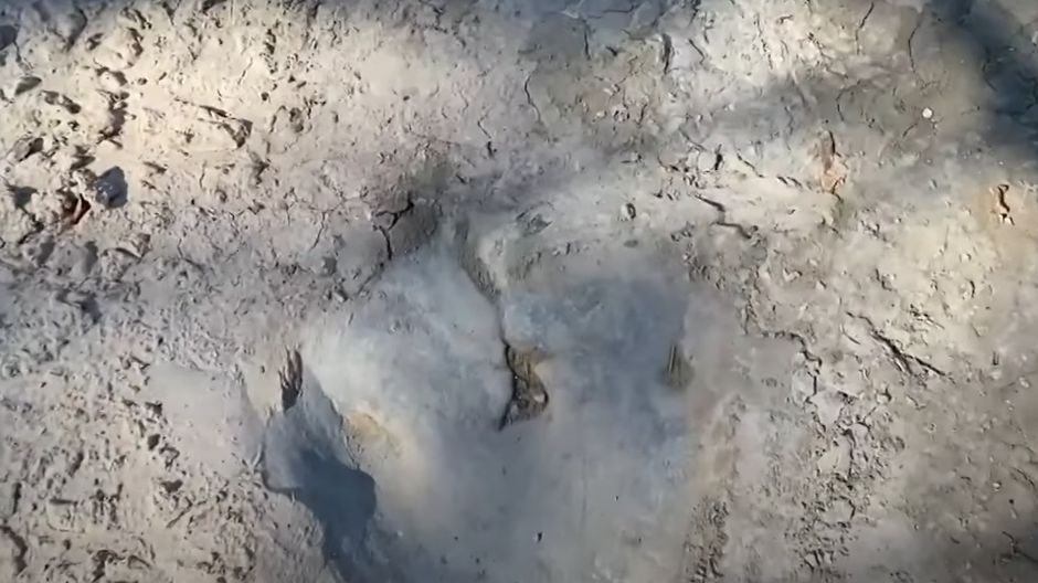 Dinosaur tracks