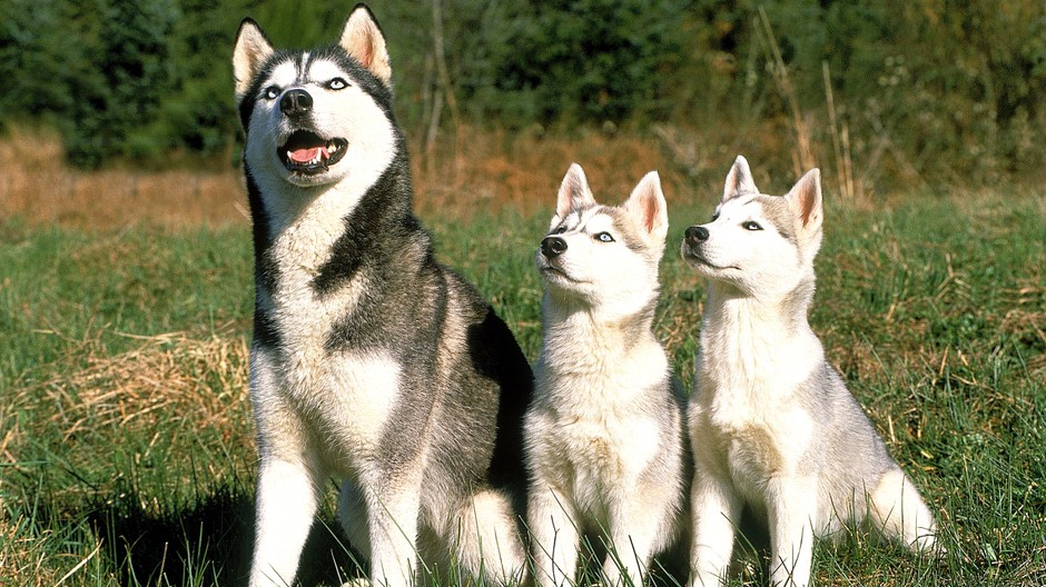 husky psi fena mladé