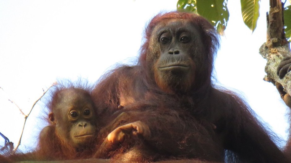 Orangutany sú ohrozené odlesňovaním 