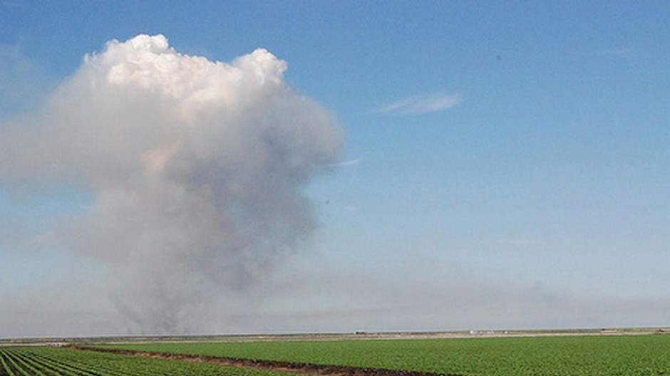 pole cukrovej trstiny