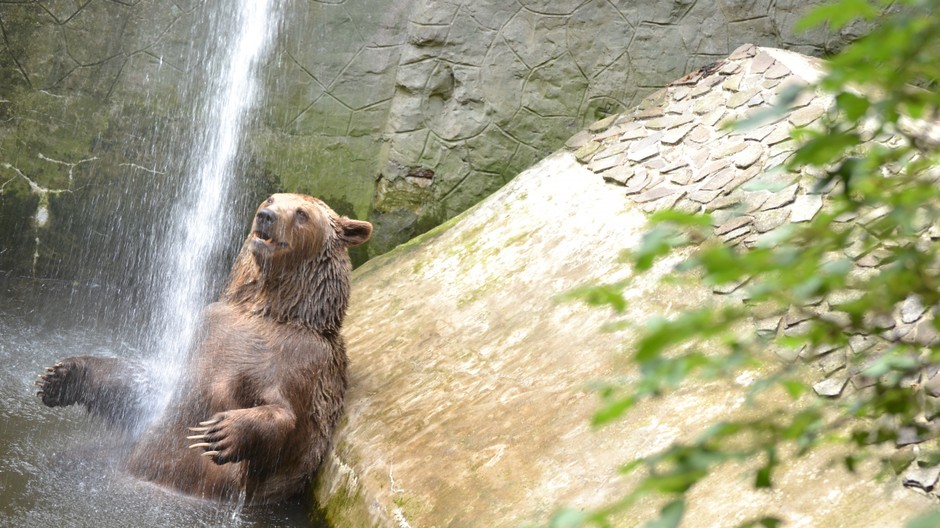 medveď Felix  v sprche