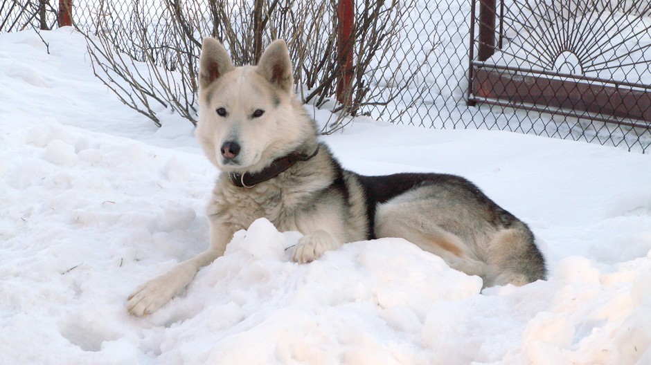 Goro kríženec pes stratený Príbovce