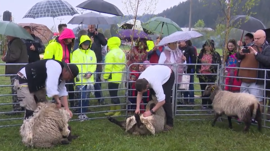Podujatie ovce