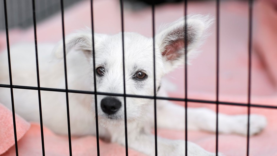 šteniatko, klietka, pes