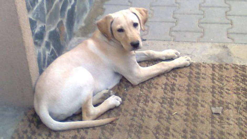 Stratený pes, zlatý retrivér, prosba