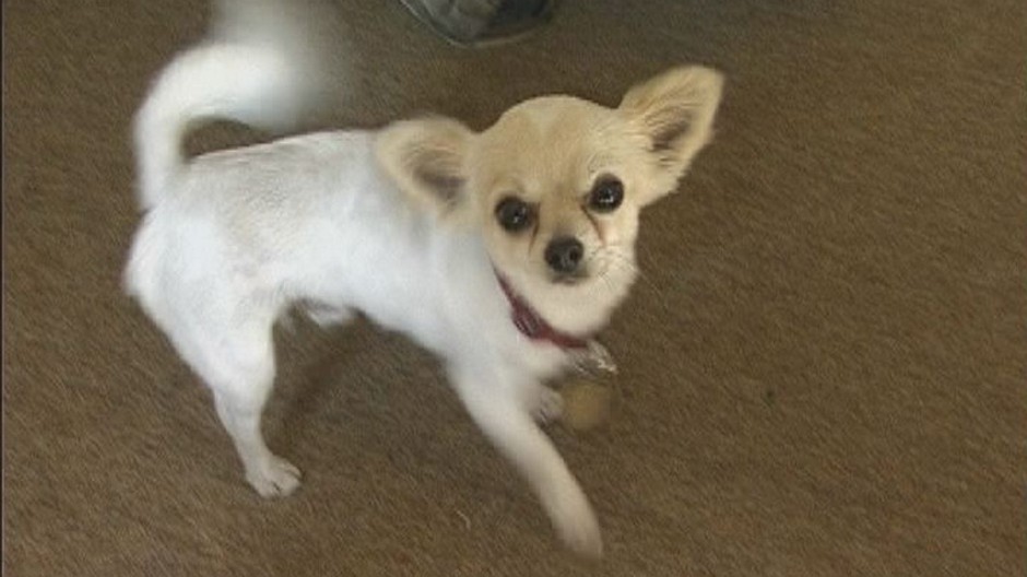 Stratená čivava_Spišská Nová Ves_majiteľ