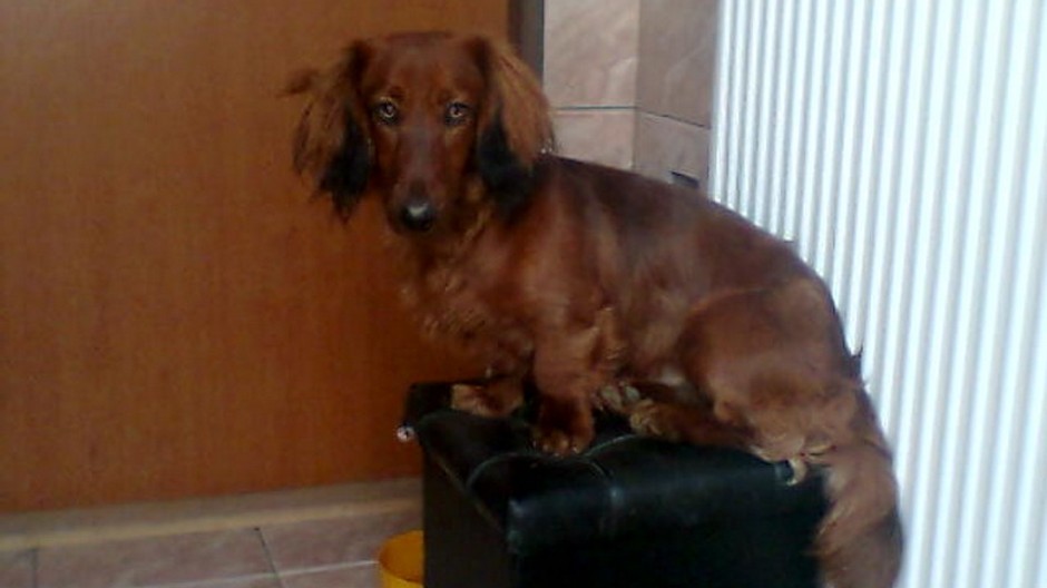 Stratený jazvečík Bobino