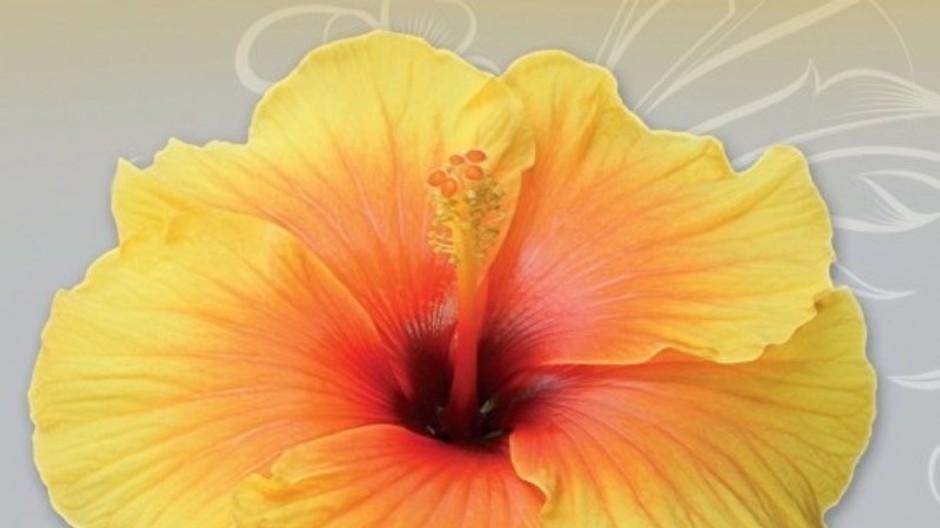 Iluzia stastia - Copy