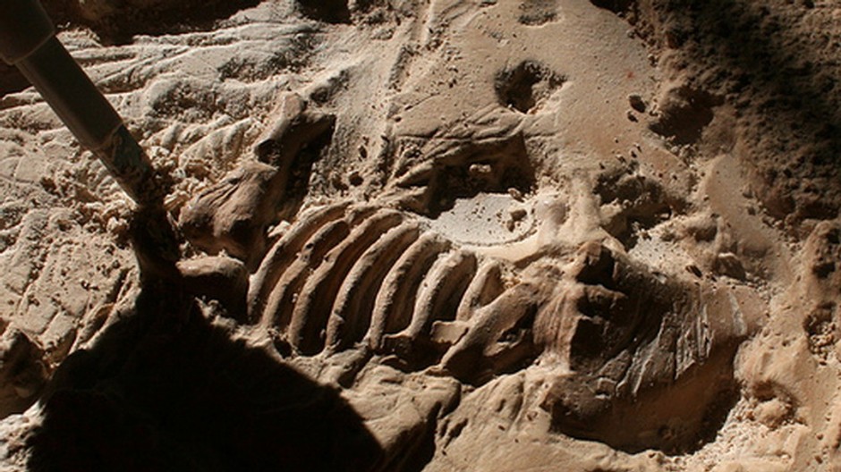 Skamenelina, kosti, dinosaurus, odtlačok