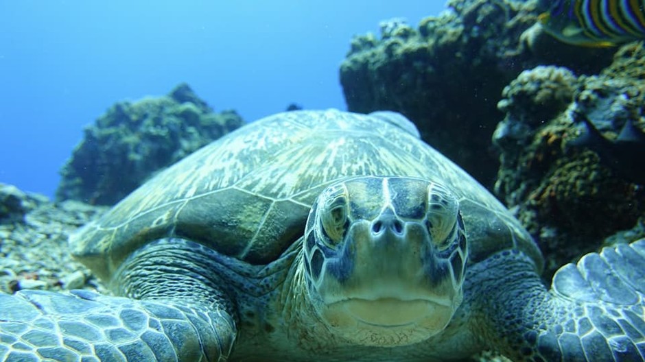 korytnačka, more, Indonézia