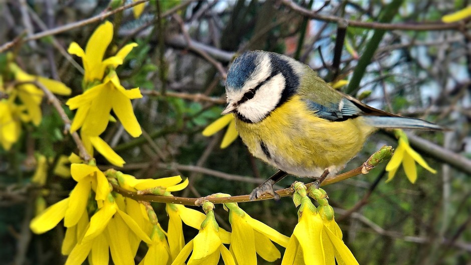 Nova zahrada - zlaty dazd