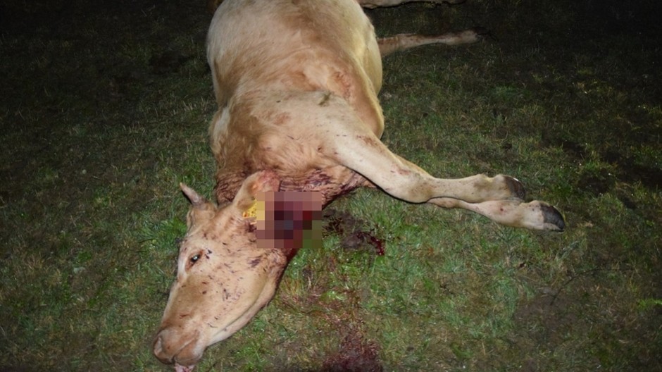 usmrtena krava (cropped)