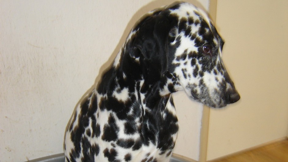 Sedny_dalmatínec_stratený_Nitra - Janíkovce